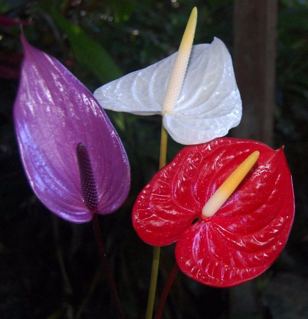  anthurium