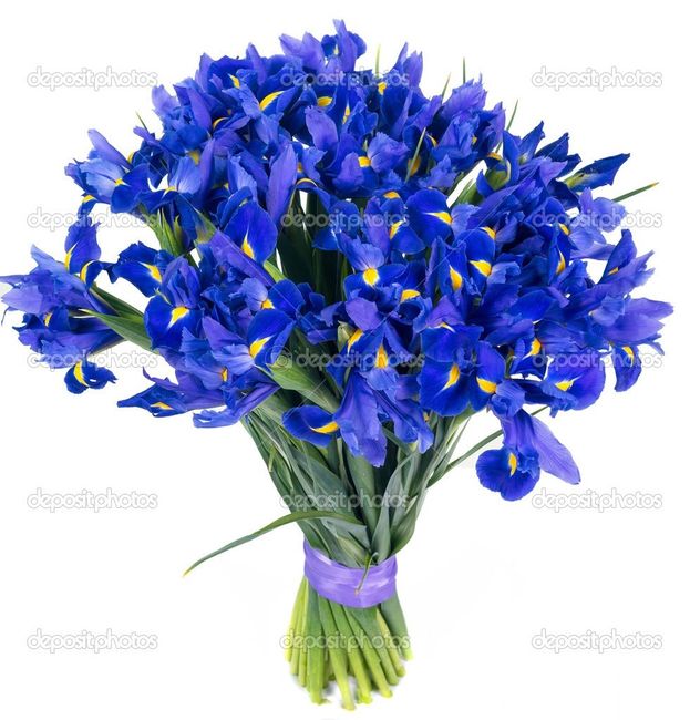 iris blu