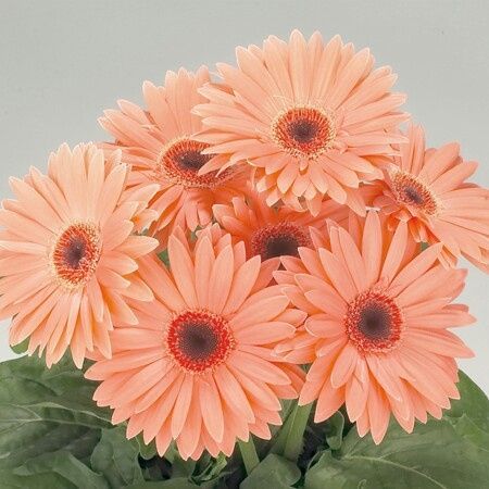 Fiori settembre aiuto! - 3