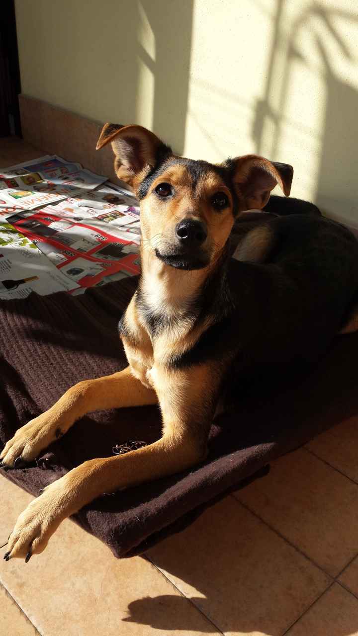 I nostri cuccioli - 1