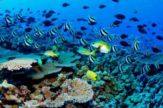 Maldive o zanzibar - 14