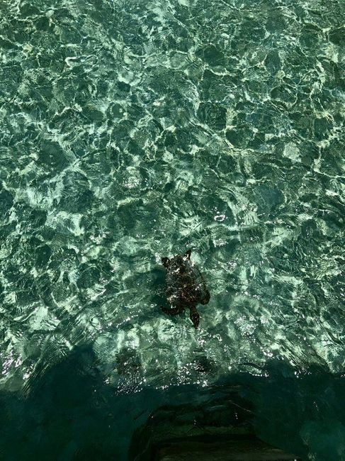 Maldive o canarie??? - 6