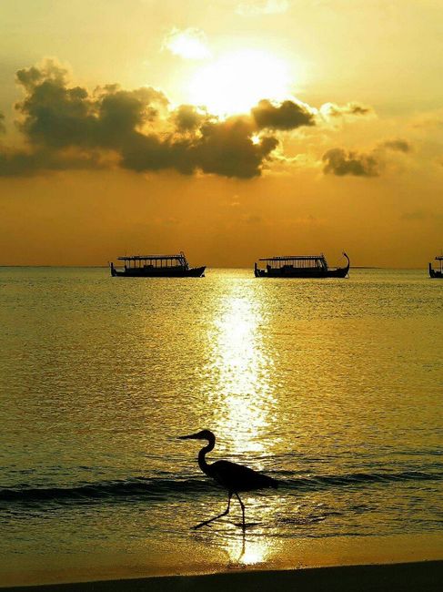 Maldive o zanzibar - 9