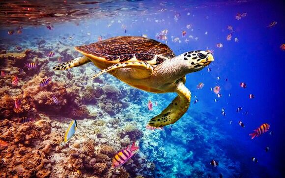 Maldive o zanzibar - 15