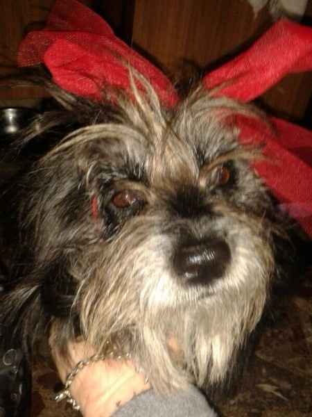 Too cute: i vostri amici animali - 1