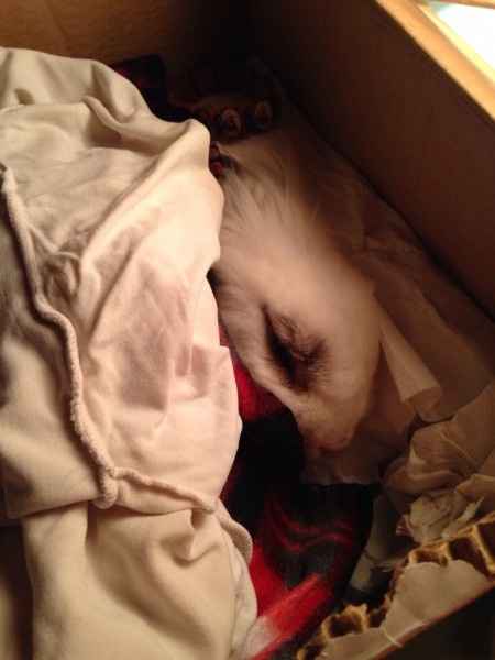 Too cute: i vostri amici animali - 4