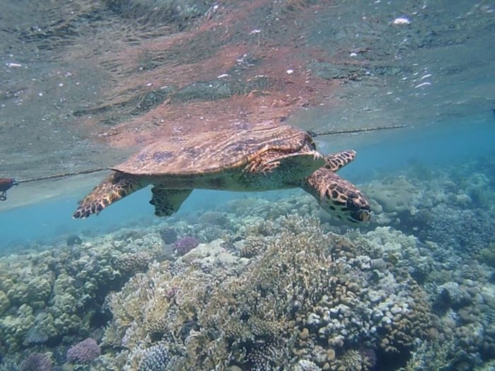 Sea Turtle