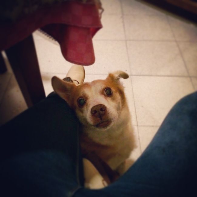 Too cute: i vostri amici animali - 1