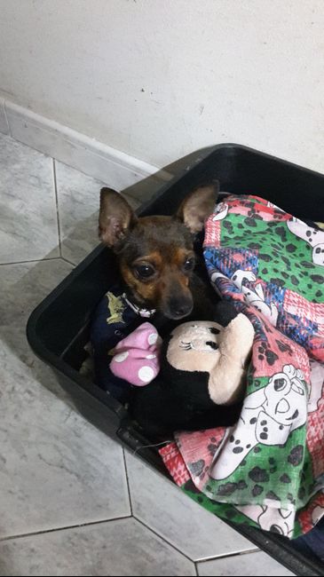 Too cute: i vostri amici animali - 1