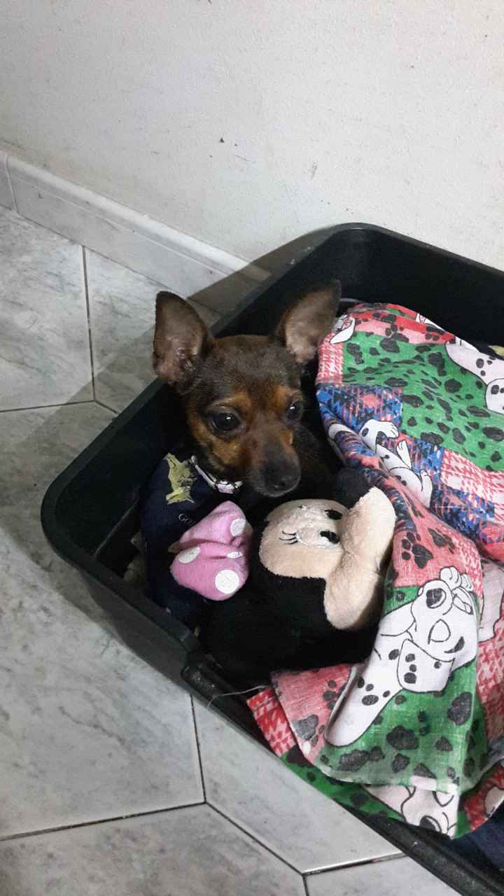 Too cute: i vostri amici animali - 1