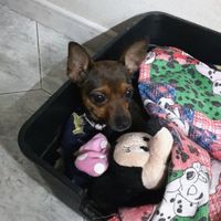 Too cute: i vostri amici animali - 1