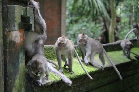 scimmie Bali Ubud