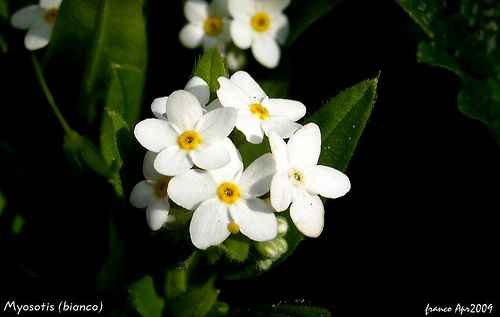 myosotis bianco