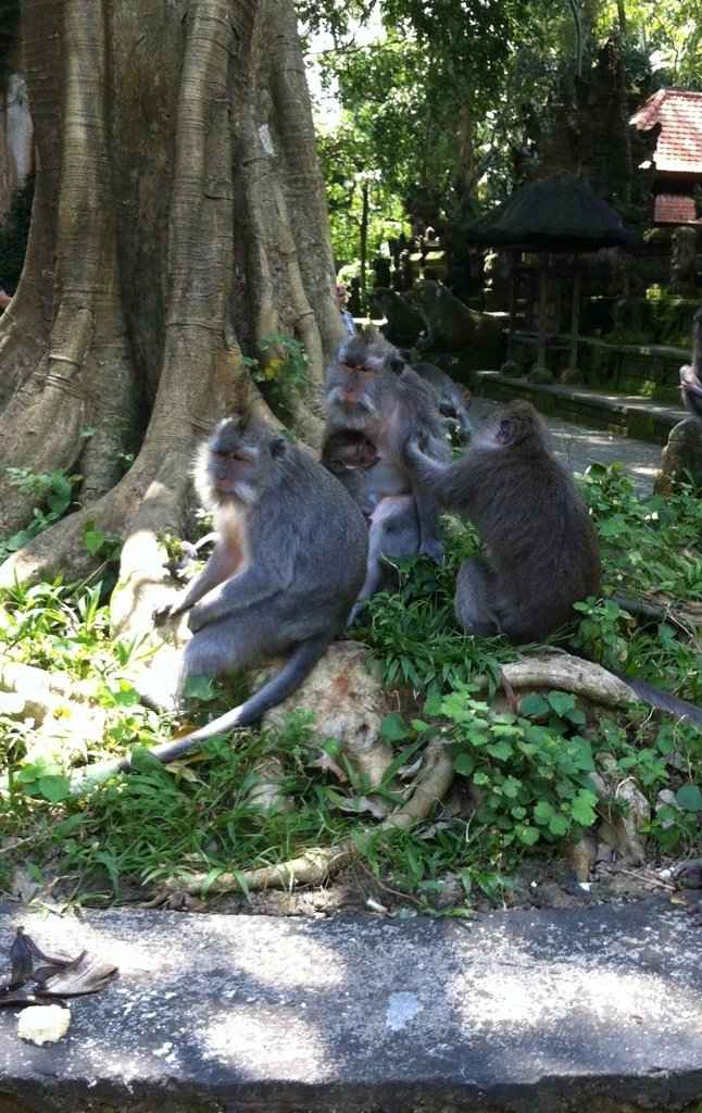 Viaggio di nozze in indonesia - 3