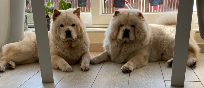 Animali domestici 🐕 🐱 - 1