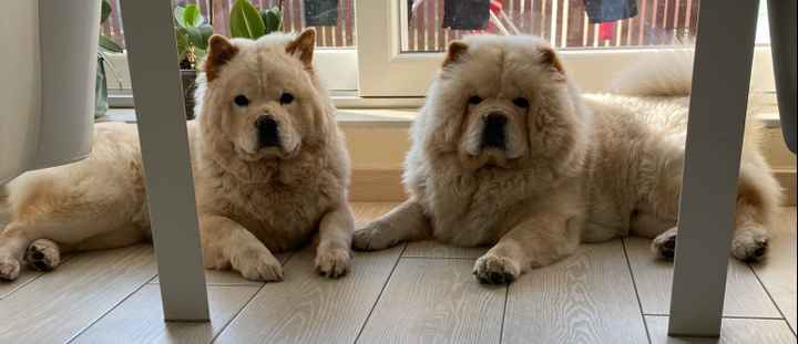 Animali domestici 🐕 🐱 - 1