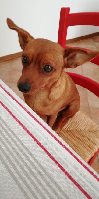 Cagnolino, che porta le fedi!!! - 1