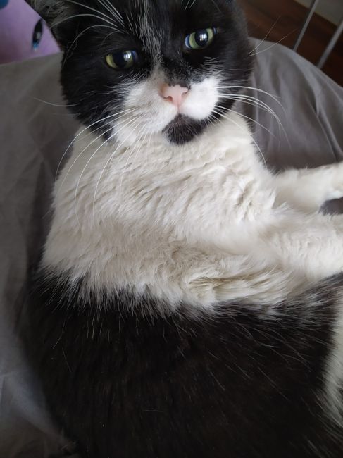 Avete un animale domestico? - 1