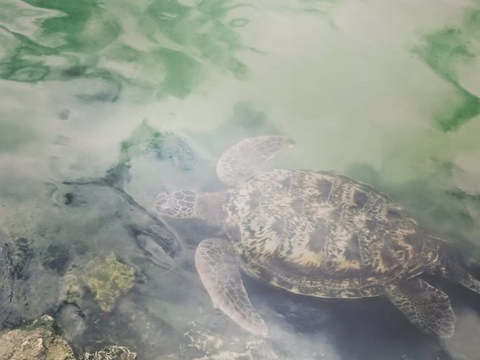 Zanzibar, un mare meraviglioso 10