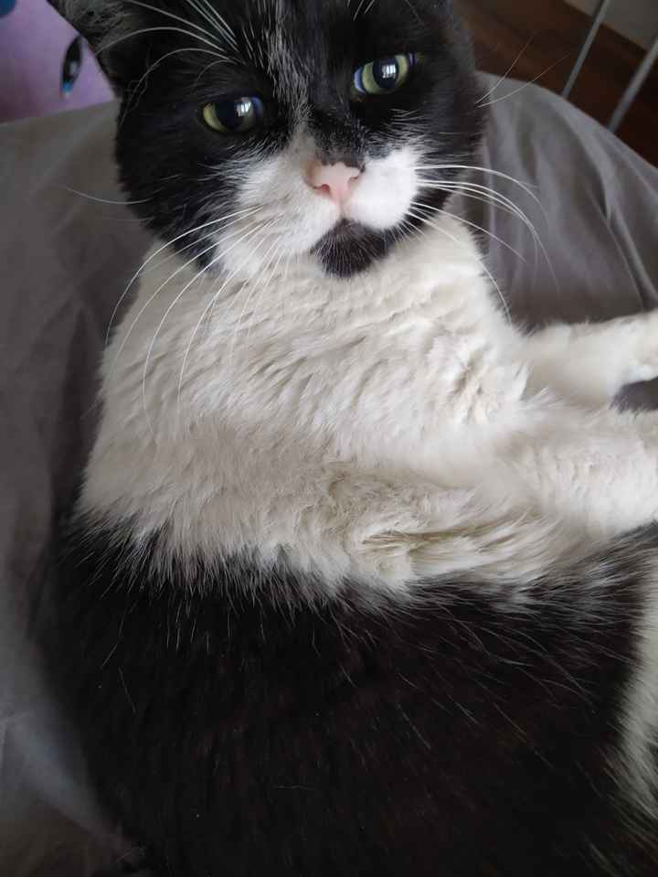 Avete un animale domestico? - 1