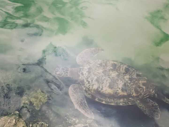 Zanzibar, un mare meraviglioso - 10
