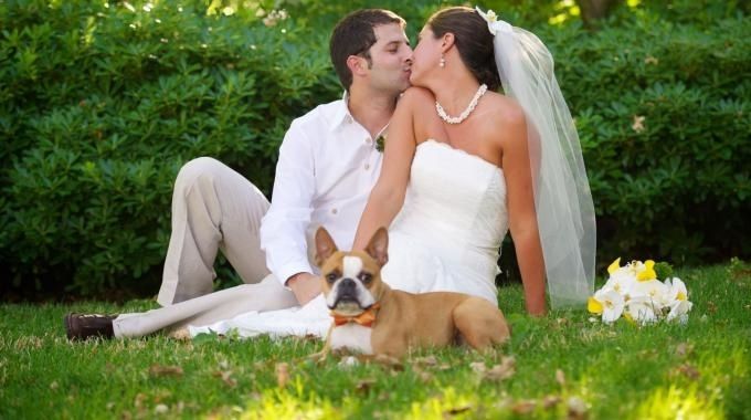 matrimonio e cani