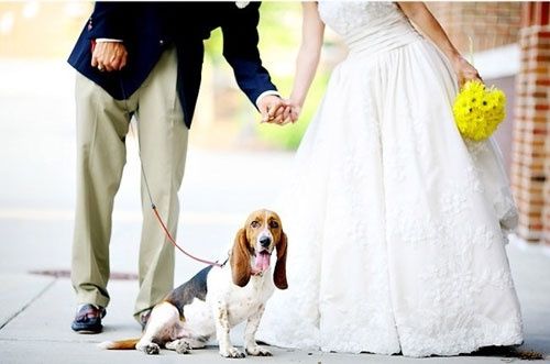 matrimonio e cani