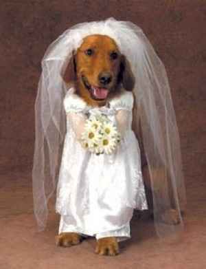 matrimonio e cani