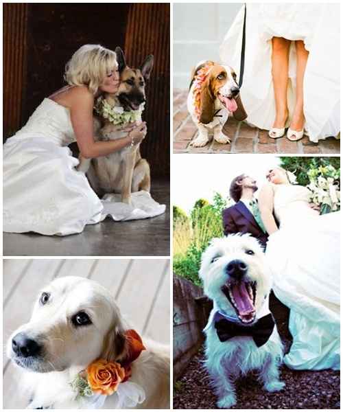 matrimonio e cani