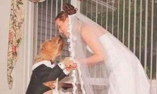 matrimonio e cani