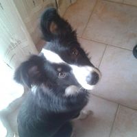 Un cane in viaggio di nozze