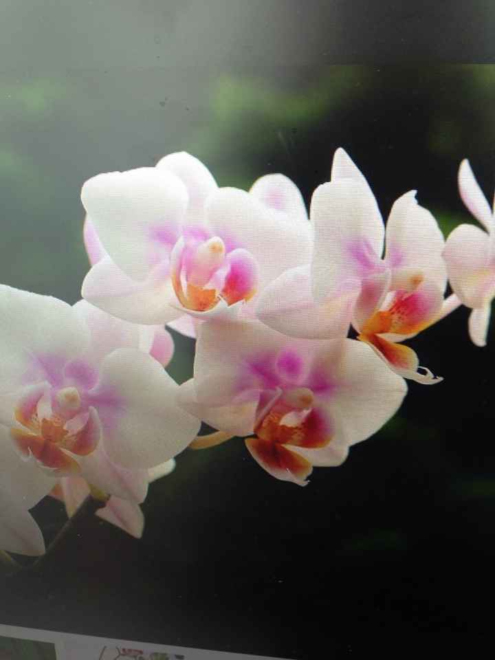 Scelta bouquet 💐 - 3