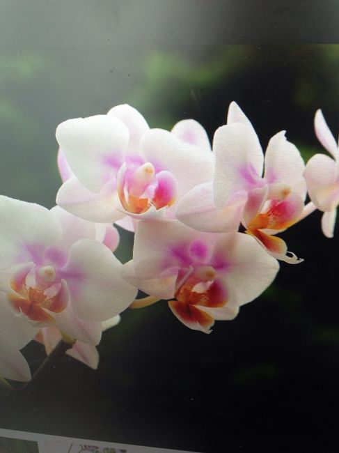 Scelta bouquet 💐 - 3