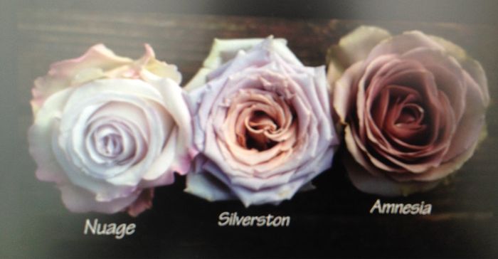 Scelta bouquet 💐 - 1