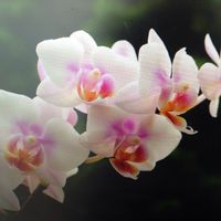 Scelta bouquet 💐 - 3