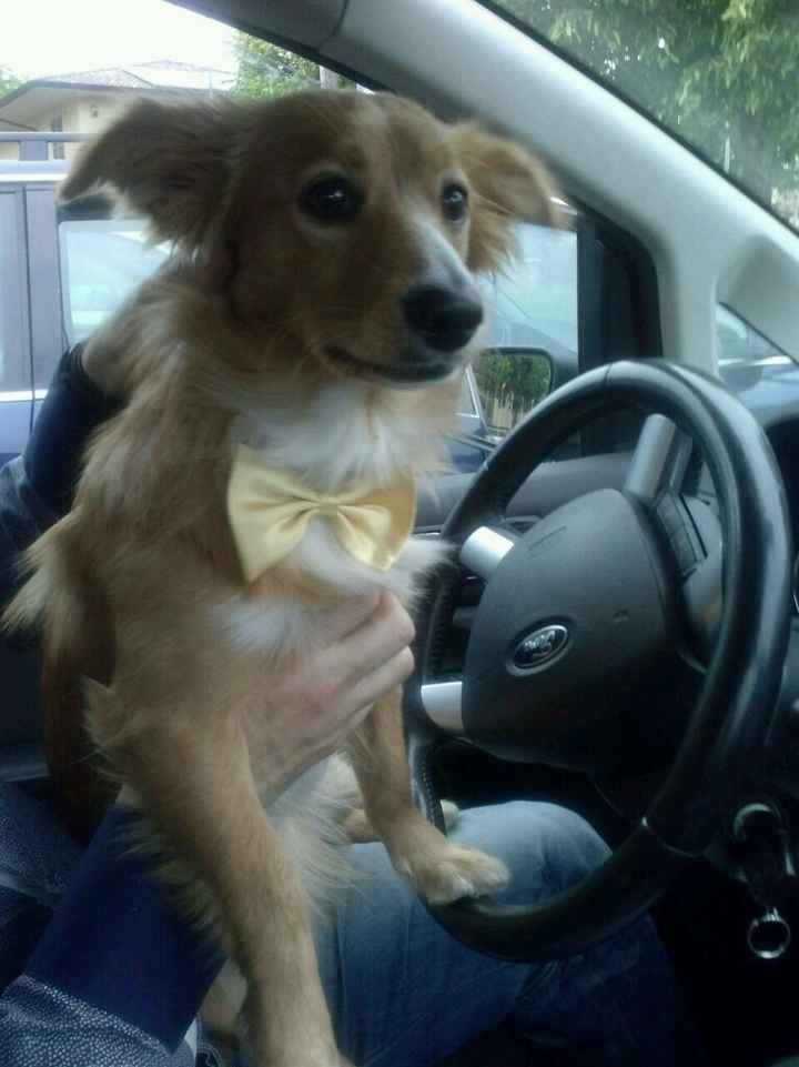 E i nostri amici a 4 zampe ??? - 1