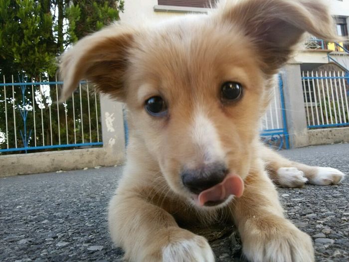 Chi di voi sposine ha dei cani ? - 1