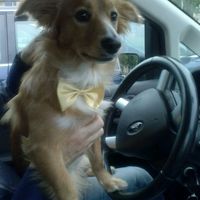 Per i nostri "cuccioli" a 4 zampe - 1