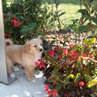 Too cute: i vostri amici animali - 1