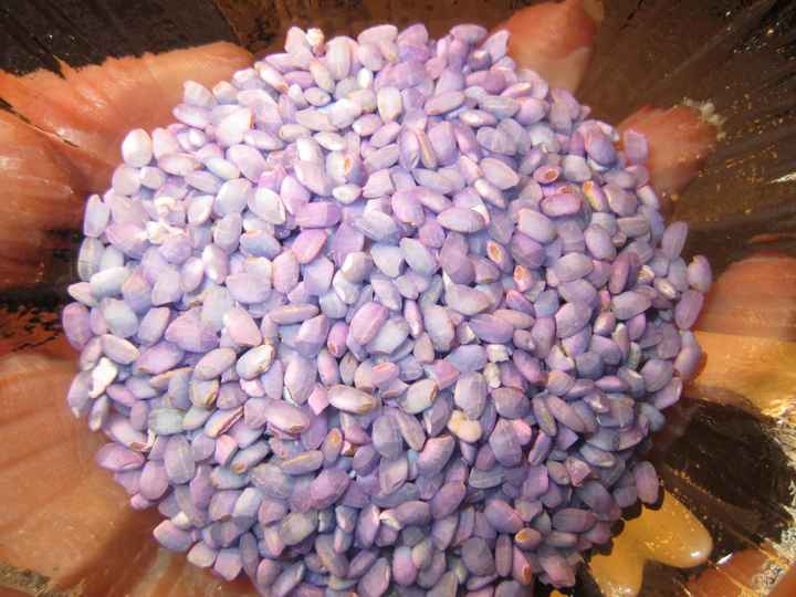 il nostro riso colorato lilla