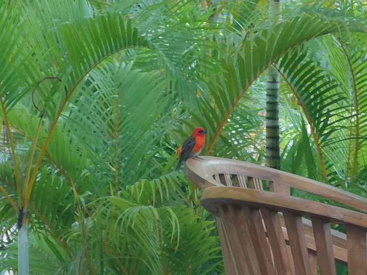 Viaggio di Nozze Mauritius - 3