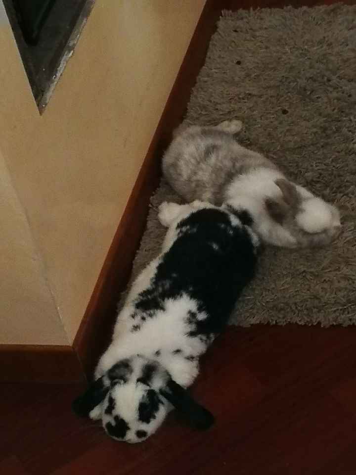  Vivere insieme ad...un animale domestico! - 1