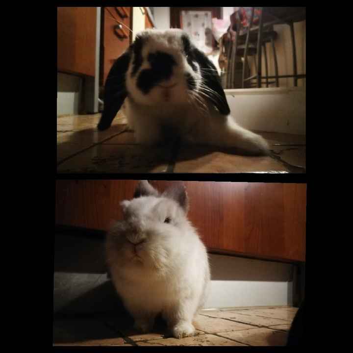  Vivere insieme ad...un animale domestico! - 3