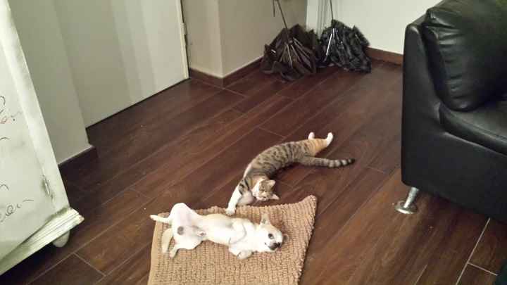 I nostri cuccioli!!! - 1