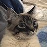 Simone