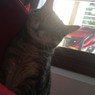 Beatrice