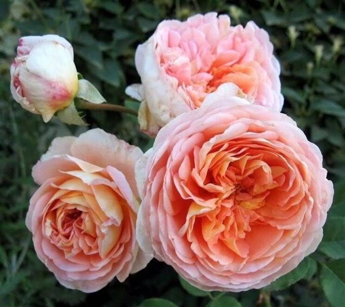  La Rosa più bella 🌹😍 - 1