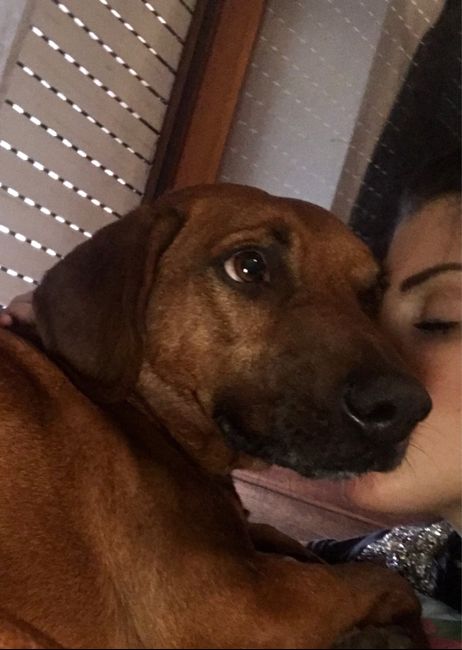 Vivere insieme ad...un animale domestico! - 1