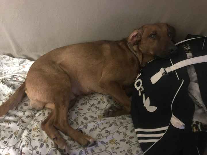  Tate per la nostra bimba pelosa 😍 - 1