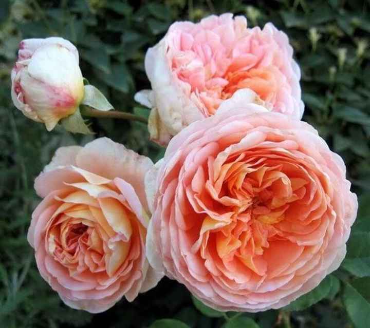  La Rosa più bella 🌹😍 - 1